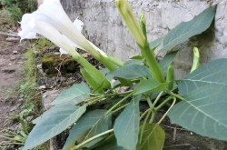 曼陀罗花的种植方法和市场价格是多少？