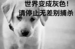 上海一小区宠物狗被扑杀 居委会回应（小区里流浪狗咬人物业负什么责任）