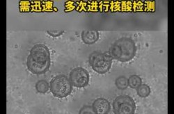 BA.2.76变异株不到2天传播1代（迄今为止传染性最强的变异株）