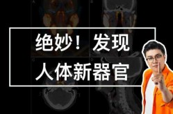 科学家在人体内发现未知新器官（美国科学家发现人体新器官经络）