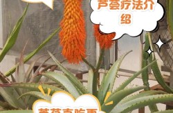 芦荟美容有哪些方法和注意事项？