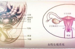 女性B型大全是什么？有哪些健康和美容知识？