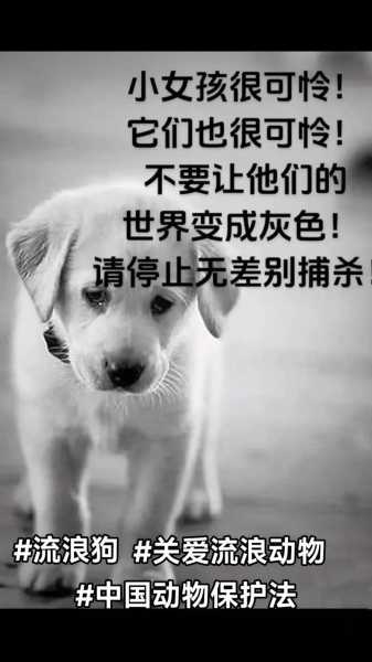 上海一小区宠物狗被扑杀 居委会回应（小区里流浪狗咬人物业负什么责任）